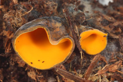 Spring Orange Peel Fungus - Caloscypha fulgens