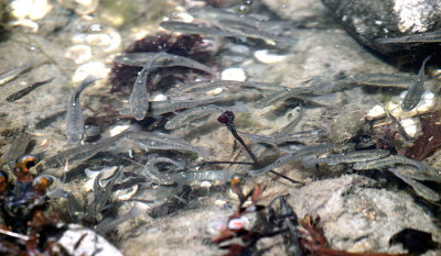 Mummichog - Fundulus heteroclitus (dark spot on dorsal fin) & Banded Killifish - Fundulus diaphanus