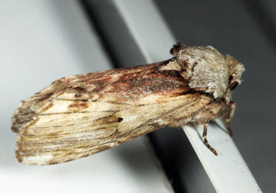 8010 – Red-humped Caterpillar Moth – Schizura concinna