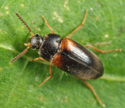 Hallomenus scapularis