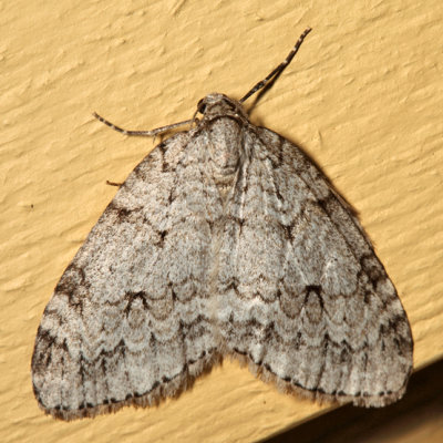 7433 - Autumnal Moth - Epirrita autumnata
