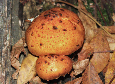 Pholiota aurivella