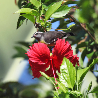 Bananaquit - Coereba flaveola