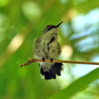 Vervain Hummingbird - Mellisuga minima