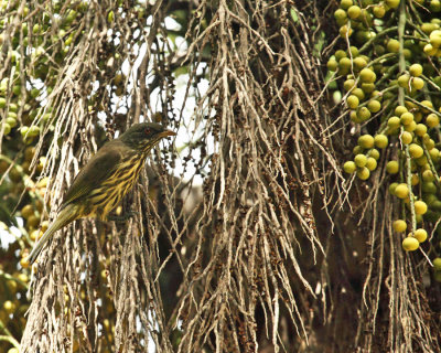 Palmchat - Dulus dominicus