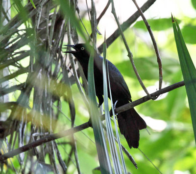 Greater Antillean Grackle - Quiscalus niger