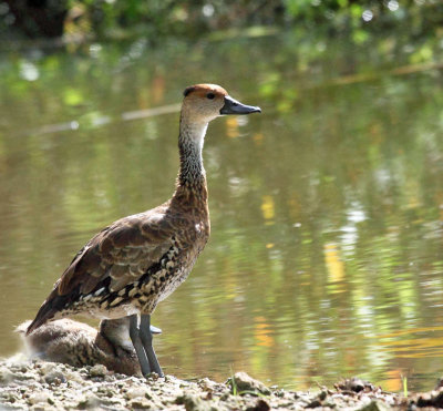 West Indian Whistling Duck - Dendrocygna arborea