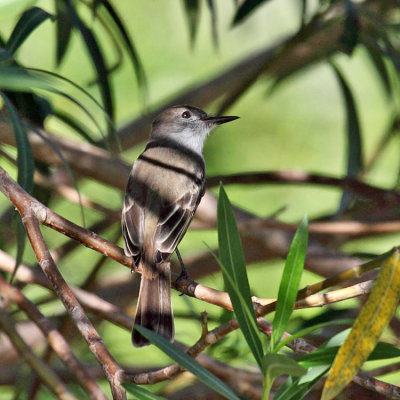 Stolid Flycatcher - Myiarchus stolidus