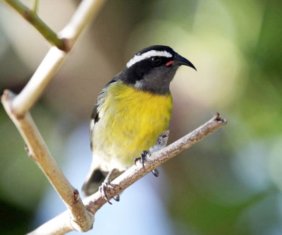 Bananaquit - Coereba flaveola