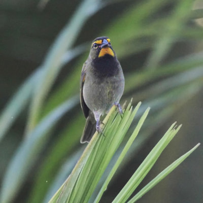 Yellow-faced Grassquit - Tiaris olivaceus