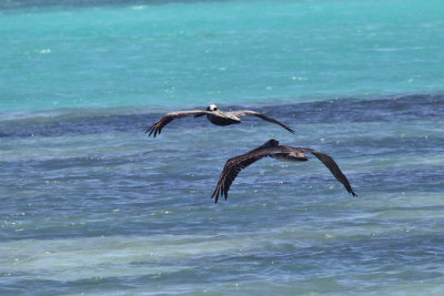 Brown Pellican - Pelecanus occidentalis