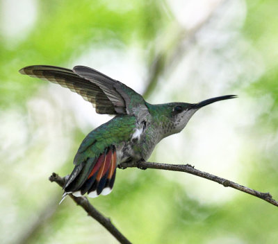 Antillean Mango - Anthracothorax dominicus (female)