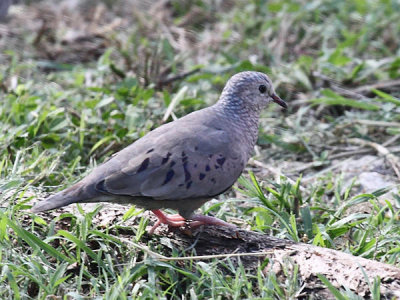 Common Ground Dove - Columbina passerina