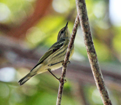 Cape May Warbler - Setophaga tigrina