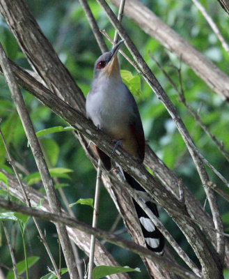 Hispaniolan Lizard-Cuckoo - Coccyzus longirostris