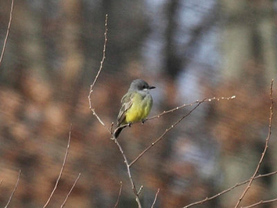 Cassin's Kingbird - Tyrannus vociferans