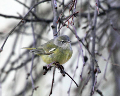 Orange-crowned Warbler - Oreothlypis celata