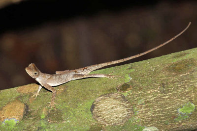 Goldenscale Anole - Anolis chrysolepis