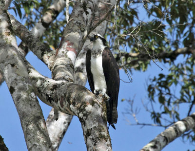 Osprey - Pandion haliaetus