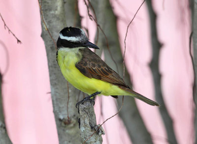 Great Kiskadee - Pitangus sulphuratus