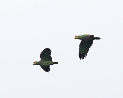 Orange-winged Parrot - Amazona amazonica