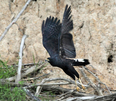 Great Black Hawk - Buteogallus urubitinga