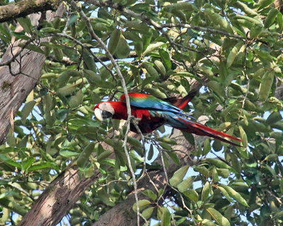Red-and-green Macaw - Ara chloropterus