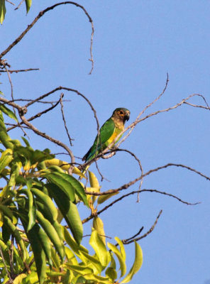 Brown-throated Parakeet - Aratinga pertinax