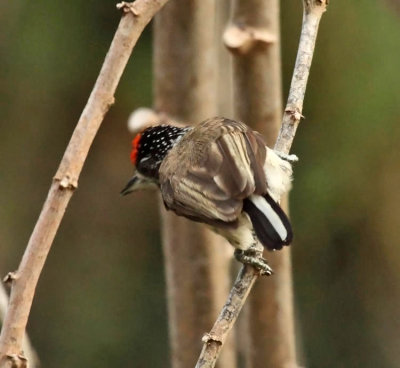 White-bellied Piculet - Picumnus spilogaster