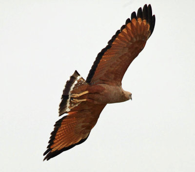 Savanna Hawk - Buteogallus meridionalis