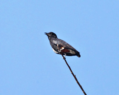 Swallow-winged Puffbird - Chelidoptera tenebrosa