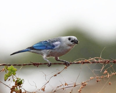 Blue-Gray Tanager - Thraupis episcopus