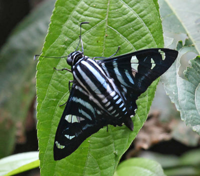  Fallax Sabre-wing - Jemadia fallax