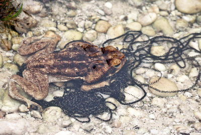 Cane Toad - Rhinella marina (laying eggs)