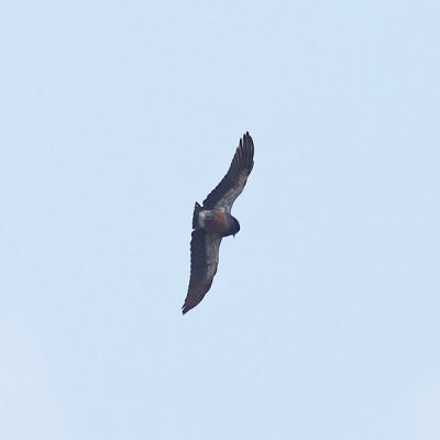 Swallow-winged Puffbird - Chelidoptera tenebrosa