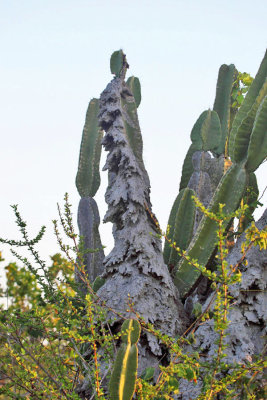Termite mound - Amitermes excellens
