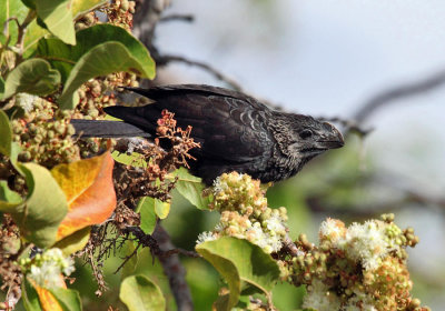 Smooth-billed Ani - Crotophaga ani