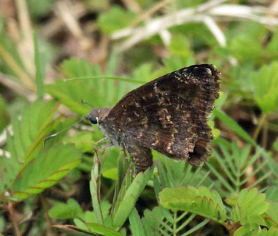 Mimosa Skipper - Cogia calchas