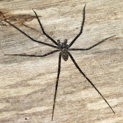 Guyana Fishing Spiders