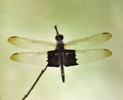 Antidythemis trameiformis