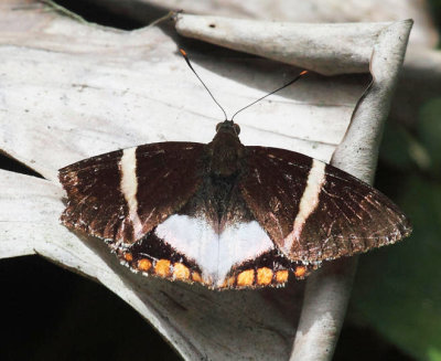 Giant Sugar Cane Borer - Castnia licus