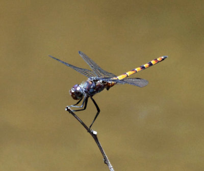 Elasmothemis cannacrioides