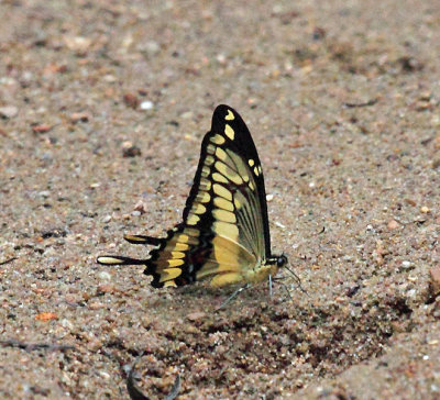Thoas Swallowtail - Papilio thoas