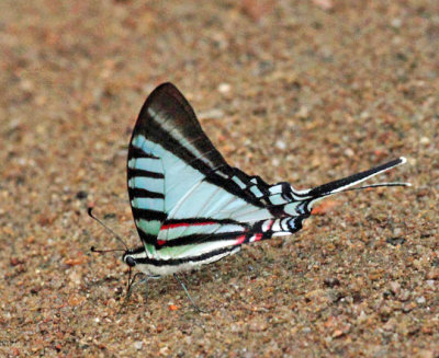 Short-lined Kite-Swallowtail - Eurytides agesilaus