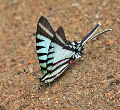 Short-lined Kite-Swallowtail - Eurytides agesilaus