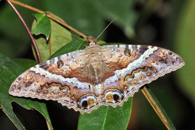 Guyana Moths & Caterpillars