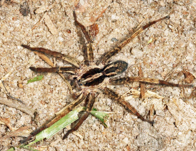 Guyana Wolf Spiders - Lycosidae