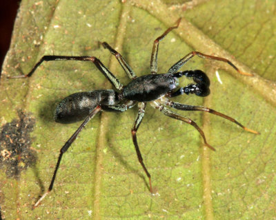 Guyana Ant-mimic Spiders
