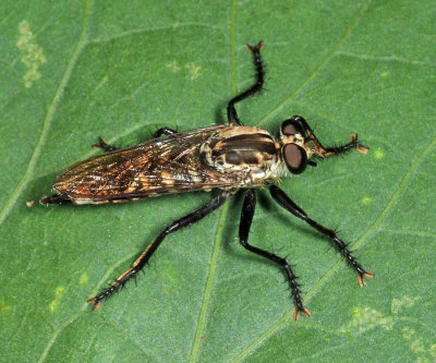 Eicherax sp. (female)