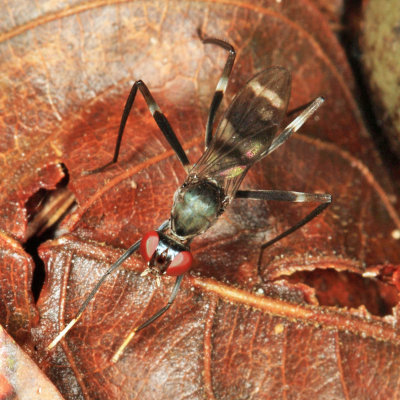 Stilt-legged Fly - Micropezidae - Paragrallomyia sp.